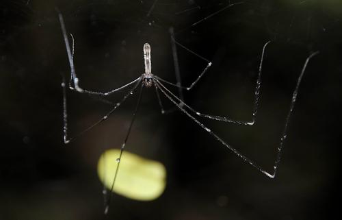 Pholcus ancoralis